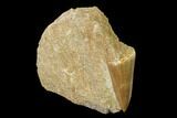 Mosasaur (Platecarpus?) Tooth - Morocco #152567-1